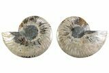 Cut & Polished Crystal-Filled Ammonite Fossil - Madagascar #364750-1